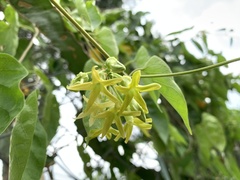 Telosma cordata