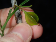 Dioscorea hastifolia