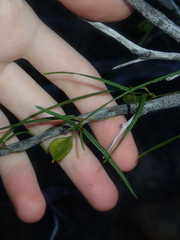 Dioscorea hastifolia