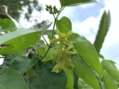 Telosma cordata