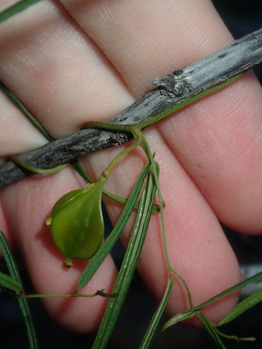 Image of Dioscorea hastifolia by (c) Thomas Mesaglio, some rights reserved (CC BY)