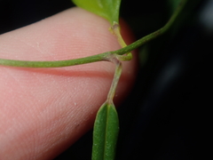 Dioscorea hastifolia