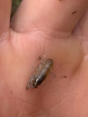 Tenuibranchiurus glypticus