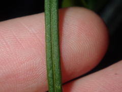 Dioscorea hastifolia