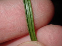 Dioscorea hastifolia