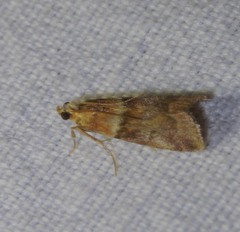 Acrobasis repandana