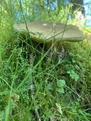 Butyriboletus appendiculatus