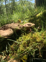 Butyriboletus appendiculatus