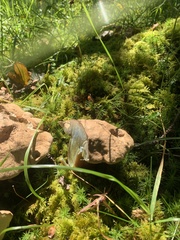 Butyriboletus appendiculatus