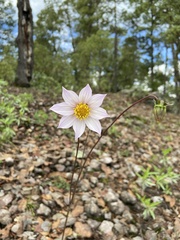 Dahlia sherffii