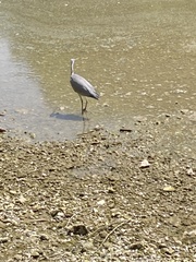 Ardea cinerea