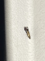 Strobisia proserpinella