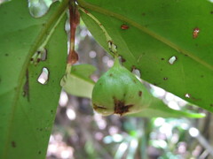 Cyclophyllum balansae
