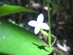 Cyclophyllum balansae