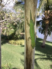 Phelsuma sundbergi longinsulae