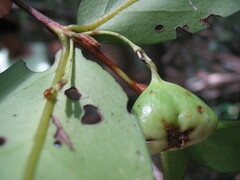 Cyclophyllum balansae