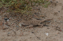 Phrynocephalus vlangalii