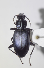 Laemostenus venustus