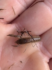 Tenuibranchiurus glypticus