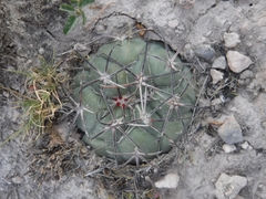 Coryphantha poselgeriana