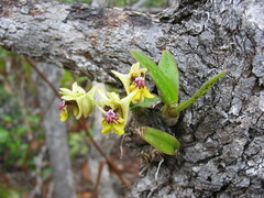 Dendrobium ngoyense