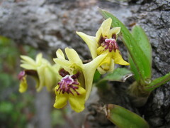 Dendrobium ngoyense