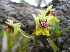 Dendrobium ngoyense