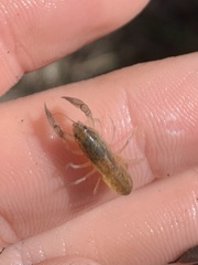 Tenuibranchiurus glypticus