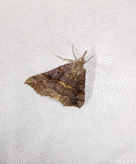 Hypena edictalis