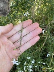 Cyphanthera racemosa