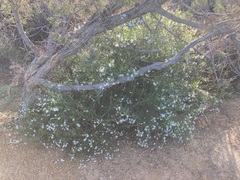 Cyphanthera racemosa