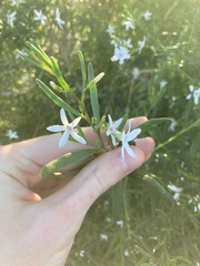 Cyphanthera racemosa