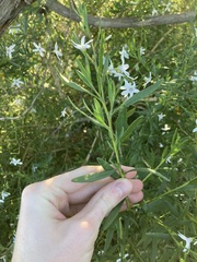 Cyphanthera racemosa