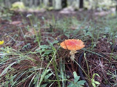 Amanita basii
