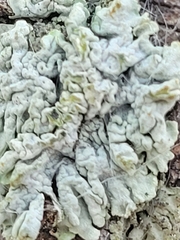 Protoparmeliopsis pinguis