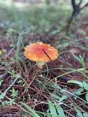 Amanita basii