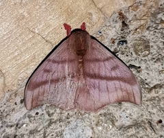 Hylesia dalina