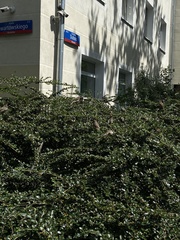 Passer domesticus