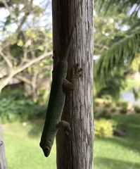 Phelsuma sundbergi longinsulae