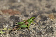 Parapodisma setouchiensis