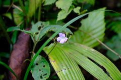 Ruellia pittieri