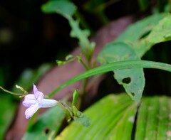 Ruellia pittieri