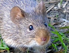 Sigmodon arizonae