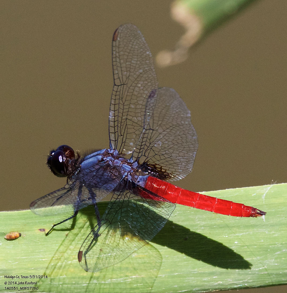 Mexican Scarlet-tail
