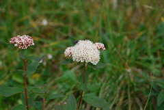 Spiraea stevenii