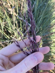 Triodia dielsii