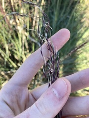 Triodia dielsii