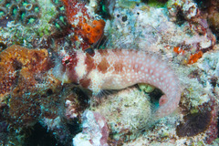 Big Spot Blenny photo 4