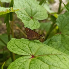 Sovia separata