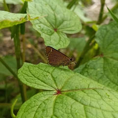 Sovia separata